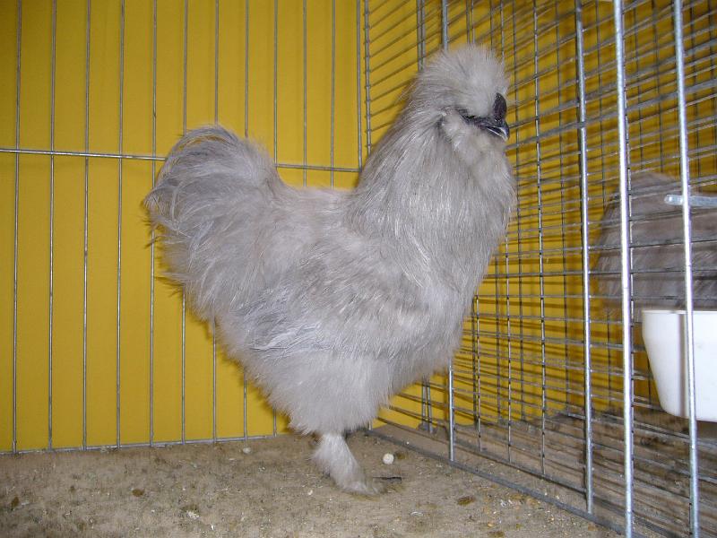 Hannover 2008 171.jpg - Seidenhühner mit Bart perlgrau von Günter Droste Preis HV 96 E